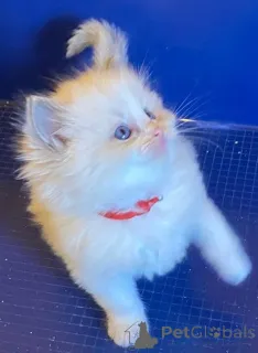 Фото №2 к объявлению №144560 о продаже турецкая ангора - купить в Германии заводчик