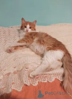 Фото №2 к объявлению №159492 о продаже  - купить в России частное объявление