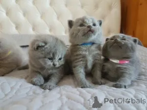 Фото №3. Tica Full Pedigree British Shorthair Kitten. США