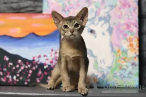 Дополнительные фото: Абиссинские котята