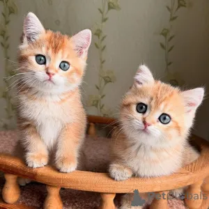 Фото №4. Продам  в Булонь-Бийанкуре  - цена договорная