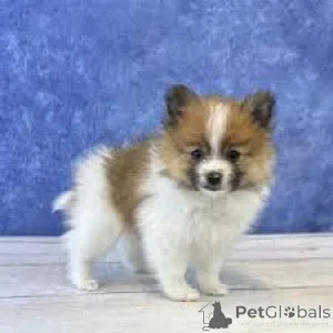 Фото №1. померанский шпиц - купить в Париже за 64937₽. Объявление №166761