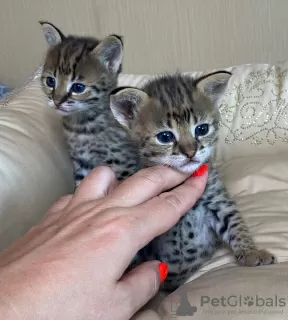 Фото №3. des très beaux chatons, Caracal Savannah F1 и доступные сервалы. Бельгия