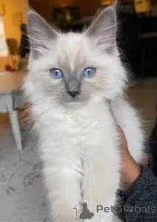 Дополнительные фото: Ragdoll Cittens