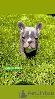 Дополнительные фото: Hello, french bulldog puppies for sale.