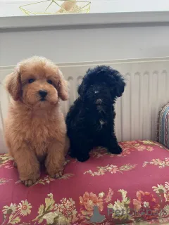 Фото №1. оттерхаунд - купить в Белграде за договорная. Объявление №144405