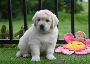 Фото №2 к объявлению №166317 о продаже золотистого ретривера - купить в Франции частное объявление, заводчик