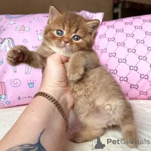 Фото №3. Яркие глаза, мягкие лапки и сердце, полное любви, встречают Луну.. Германия