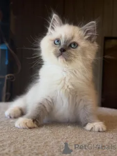 Фото №3. Сильный, милый и полный сердца Лев король объятий и обаяния.. Германия