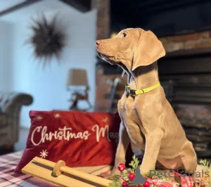 Фото №3. ГОТОВЫ СЕЙЧАС ПОСЛЕДНИЕ ДЕВОЧКИ KC Reg Weimaraner Щенки.  Дания