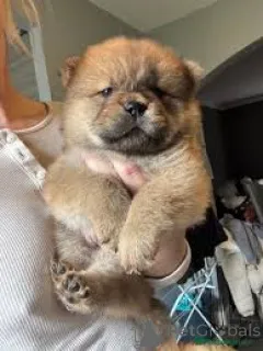 Фото №2 к объявлению №165605 о продаже чау-чау - купить в Нидерландах частное объявление, заводчик