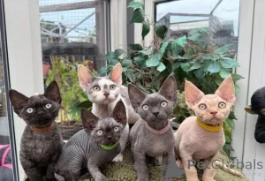 Фото №1. девон рекс - купить в Раттинген за 32468₽. Объявление №150873