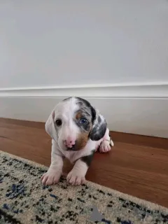 Фото №3. Карандаш Kääpiömäyräkoiran 1 500.  Финляндия