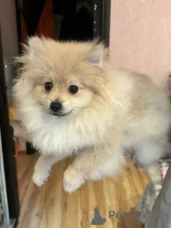 Фото №3. Померанский шпиц (Мальчик).  Беларусь