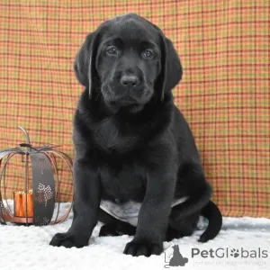 Фото №4. Продажа лабрадор-ретривера в Лондонский район Камден частное объявление - цена 64937₽