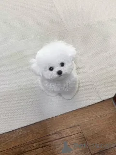 Фото №1. мальтийская болонка - купить в Бремен за договорная. Объявление №156664