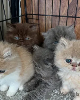 Фото №1. персидская - купить в Берлине за договорная. Объявление №167312