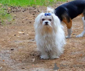 Дополнительные фото: В звязку з відїздом за кордон терміново продається мальтезе клуб КСУ FCI