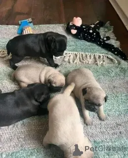 Фото №3. В наличии щенки мопса Бизнес WhatsApp 37256348129.  Финляндия