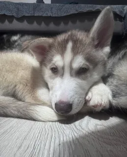 Дополнительные фото: Щенки хаски