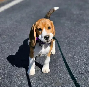 Фото №3. Beagle щенки доступны для усыновления.  США