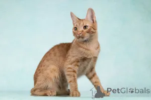 Дополнительные фото: Юна, чудесная ласковая кошечка-подросток ищет дом