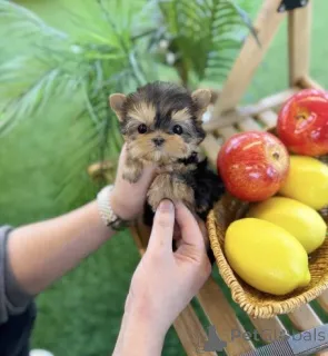 Фото №2 к объявлению №161812 о продаже йоркширского терьера - купить в Словакии 