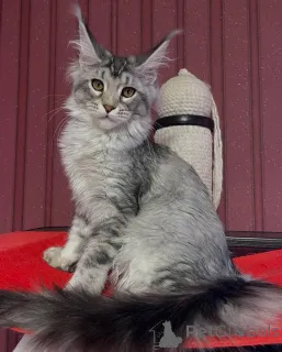 Фото №3. Мейн-кун. Великобритания