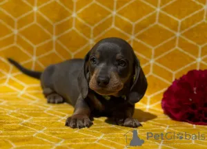 Фото №1. такса - купить в Марсаска за 56588₽. Объявление №148647