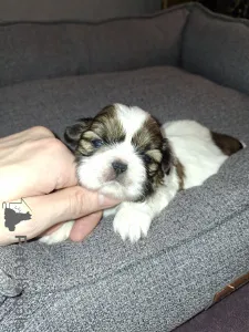 Дополнительные фото: Идеальные чистокровные щенки Ши-Тцу. 