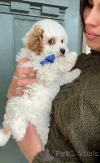 Фото №2 к объявлению №165233 о продаже кавалер-кинг-чарльз-спаниеля - купить в Румынии заводчик