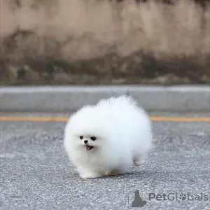 Фото №2 к объявлению №163593 о продаже померанского шпица - купить в Германии заводчик