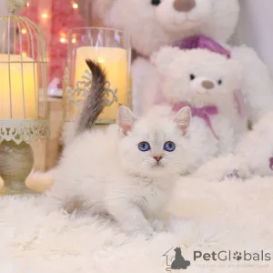 Фото №2 к объявлению №152256 о продаже манчкин - купить в США заводчик