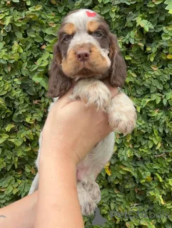 Фото №3. Ваш веселый приятель по приключениям..  Финляндия