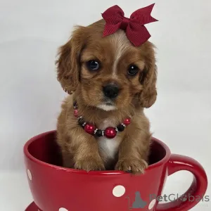 Фото №2 к объявлению №159135 о продаже кинг-чарльз-спаниеля - купить в Швейцарии частное объявление