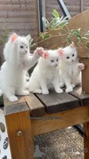 Фото №3. Chatons Angora Turc в продаже. Бельгия