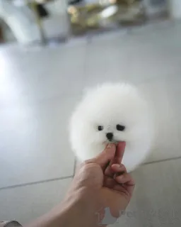 Фото №1. померанский шпиц - купить в Берлине за договорная. Объявление №155016