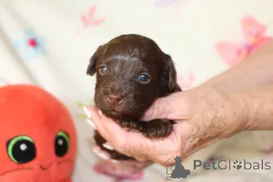 Дополнительные фото: Bolonka Weta FCI Puppy