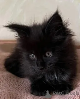 Фото №2 к объявлению №150611 о продаже мейн-кун - купить в Германии из приюта, заводчик