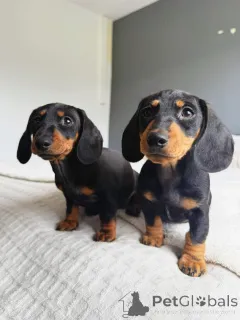 Фото №1. такса - купить в Александрия за договорная. Объявление №158432