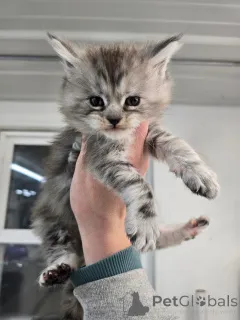 Фото №3. Мейнкун. Великобритания