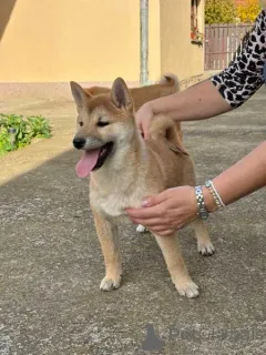 Дополнительные фото: Щенки сиба-ину от лучших родителей