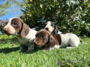 Фото №1. такса - купить в Мюнхене за договорная. Объявление №160852