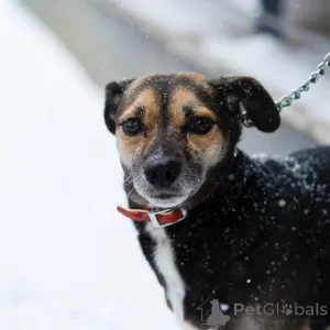 Дополнительные фото: Маленькая хрупкая собачка ищет дом