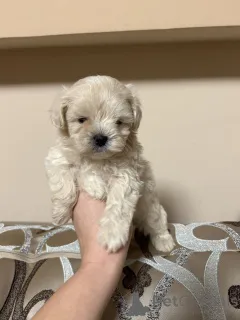 Фото №1. пудель (королевский), пудель (той) - купить в Хельсинки за 46384₽. Объявление №163531