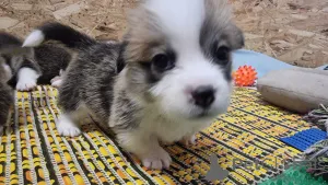 Дополнительные фото: Элитные щенки