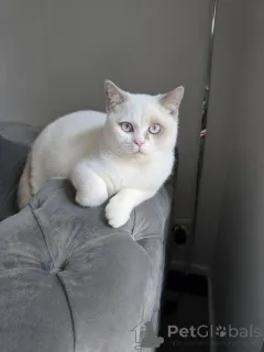 Фото №2 к объявлению №147275 о продаже британская короткошёрстная - купить в Германии 