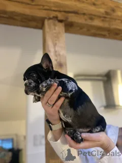 Фото №3. Эксклюзив! Щенки французского бульдога..  Австрия