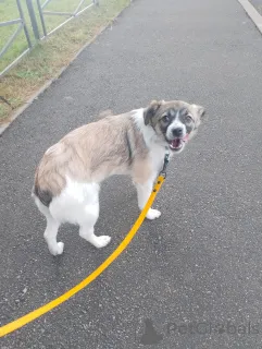 Фото №1. беспородная - купить в Санкт-Петербурге за договорная. Объявление №157818