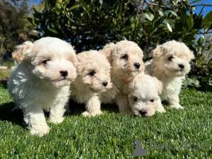 Фото №1. мальтипу - купить в Шикарный за договорная. Объявление №160856